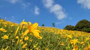 ▲彰化花壇虎山巖的金針花才剛開花，滿開期在四月中旬。（圖／參山國家風景區管理處提供，2024.03.30）