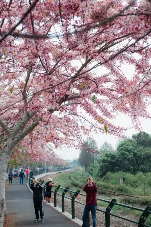 ▲彰化縣二水鄉自行車道旁的花旗木盛開，吸引許多遊客前往賞花。（圖／參山國家風景區管理處提供，2024.03.30）