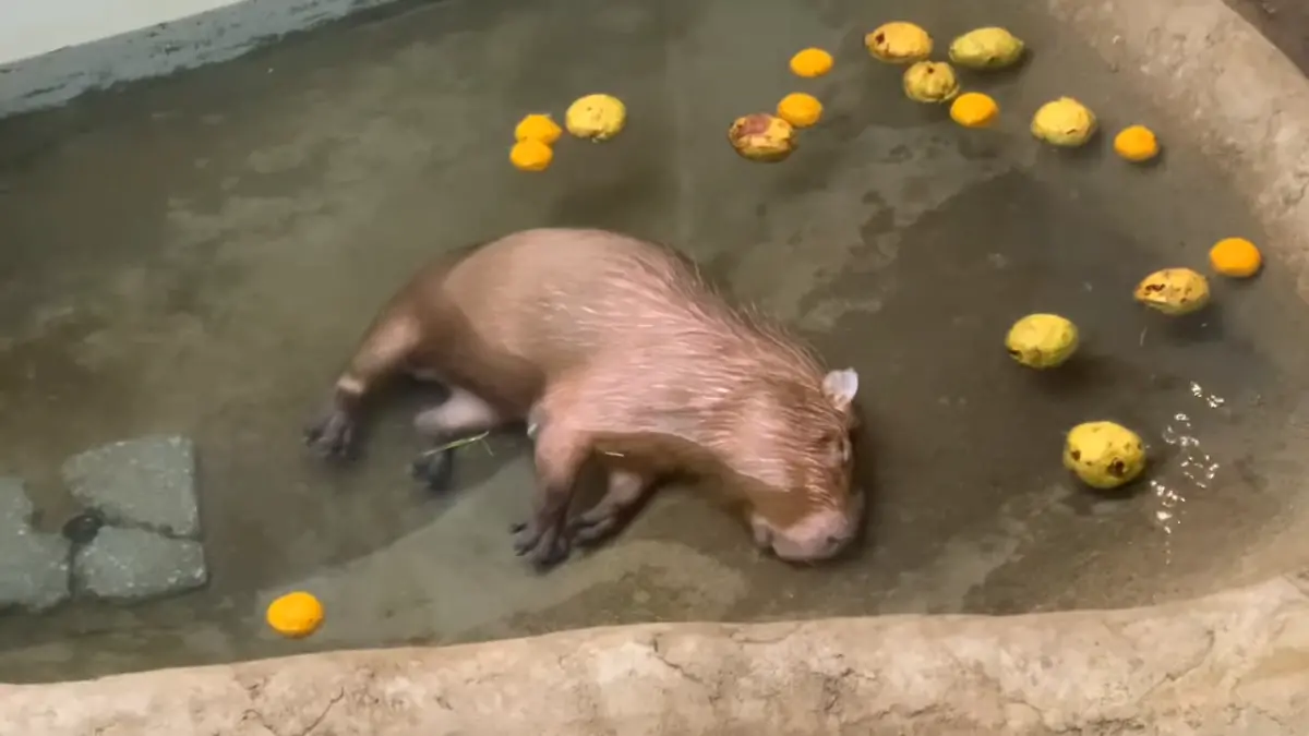 ▲日本群馬縣草津熱帶圈動物園中，有一隻水豚君在寒冬中泡進溫泉水池，沒想到下一秒開始昏昏欲睡，甚至整顆頭都沉入水中，一過就是好幾十秒，讓270多萬網友看得心驚驚。（圖／YT@取自草津熱帯圏チャンネル）
