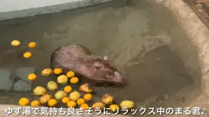 ▲草津熱帶圈園方也進行科普,表示水豚因特殊的生理構造關係,可以在水下待5到10分鐘都不成問題。(圖/YT@取自草津熱帯圏チャンネル) ▲草津熱帶圈園方也進行科普,表示水豚因特殊的生理構造關係,可以在水下待5到10分鐘都不成問題。(圖/YT@取自草津熱帯圏チャンネル)