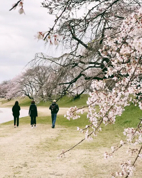 ▲Hebe和爸媽抄完經後，一起散步欣賞日本櫻花美景。（圖／Hebe FB）