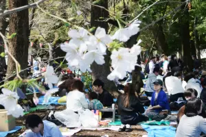 東京櫻花終於開花！上野公園成「激戰區」　民眾提早2天搶佔位
