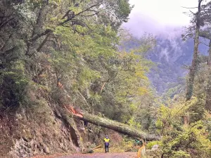 大雷雨釀災!中橫公路91公里大樹斷裂再扯斷電桿 交通中斷搶救中