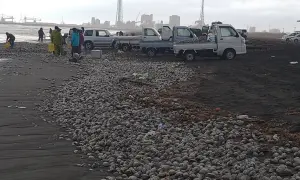 北海道厚真町海邊現大量北寄貝！民眾撿滿整車　不符一規定恐違法
