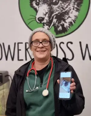 ▲獸醫師柯茲藉此事件也提醒大眾,刺蝟是夜行性動物,若白天出現於野外,可能是牠們陷入困境的警訊。(圖/取自FB@Lower Moss Wood Nature Reserve & Wildlife Hospital) ▲獸醫師柯茲藉此事件也提醒大眾,刺蝟是夜行性動物,若白天出現於野外,可能是牠們陷入困境的警訊。(圖/取自FB@Lower Moss Wood Nature Reserve & Wildlife Hospital)