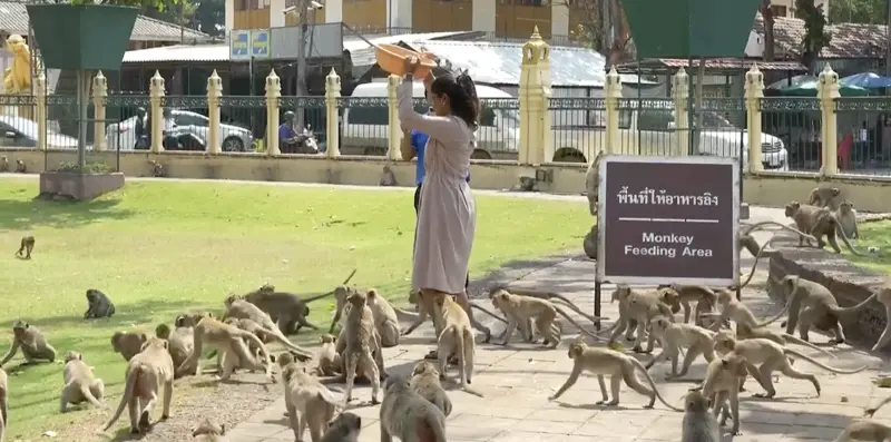 ▲被稱為「猴城」的泰國華富里出現猴患。（圖／翻攝自影片）