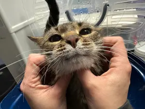 ▲10歲虎斑貓亞瑟被送回收容所。(圖/取自FB@Humane Society of Eastern Carolina) ▲10歲虎斑貓亞瑟被送回收容所。(圖/取自FB@Humane Society of Eastern Carolina)