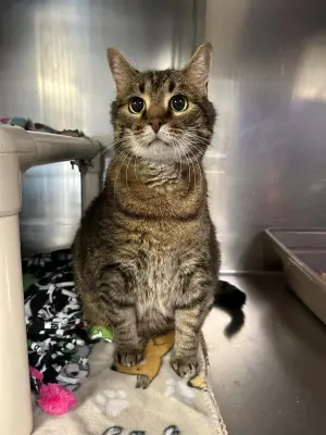 ▲10歲的亞瑟正在等待下一個願意接納牠的新家。(圖/取自FB@Humane Society of Eastern Carolina) ▲10歲的亞瑟正在等待下一個願意接納牠的新家。(圖/取自FB@Humane Society of Eastern Carolina)