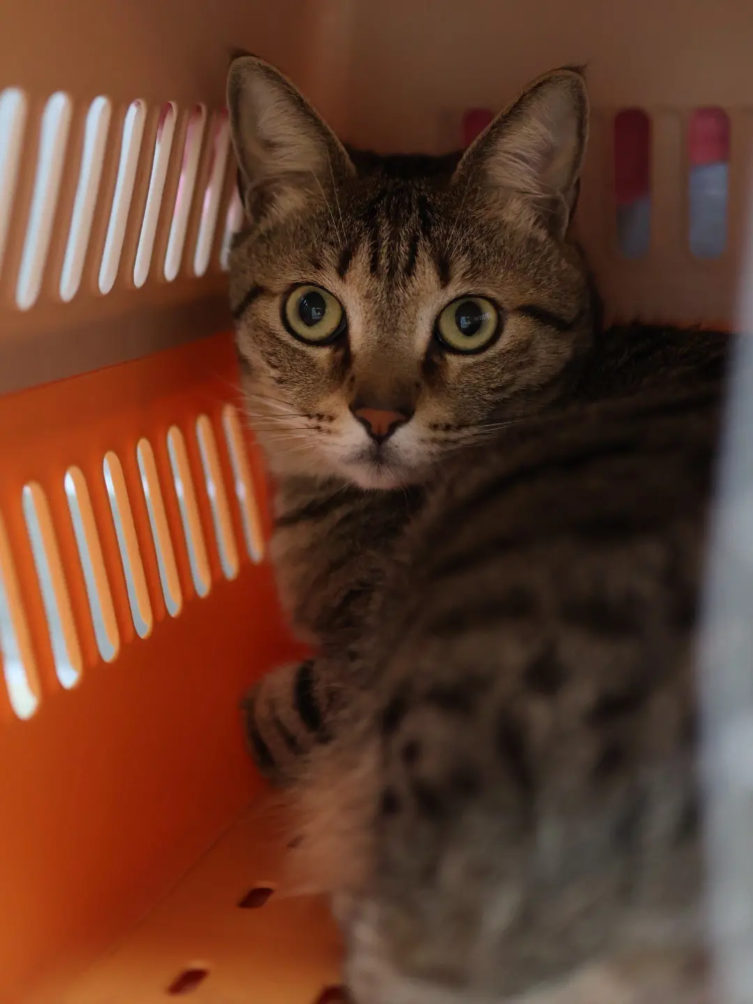 ▲今（3）早全台強震，貓咪第一時間都嚇到躲起來。（圖／民眾提供）