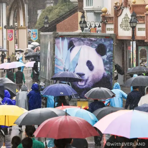 ▲2020年在南韓的動物園裡出生的大貓熊「福寶」，現在要飛往中國。大批群眾3日不畏雨勢，含淚為牠送別。(圖／에버랜드 withEverland臉書)