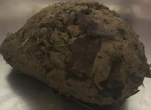 見愛犬玩「會呼吸的泥球」!她嚇壞捧去醫院 洗12小時真面目萌爆