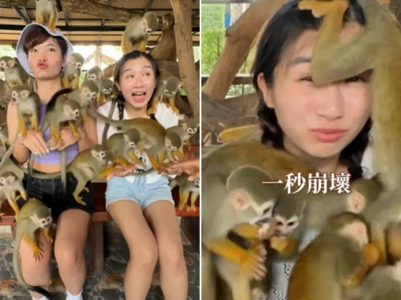 ▲IG網紅「阿霞」分享泰國一間親子動物園，被一群活潑小猴子包圍，溫馨畫風瞬間崩壞。（圖／IG eatha.foodie授權使用）