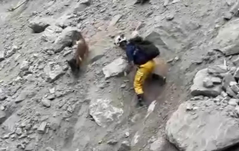 ▲特搜隊成員與搜救犬攀爬90度的陡坡，一旁的礫石不時往下滑落，現場狀況險象環生。（圖／翻攝畫面）