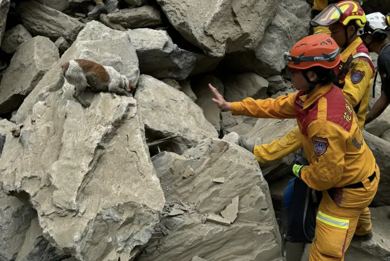 ▲台灣強震救援任務仍在持續，體型最嬌小的搜救犬Wilson率先在搜救熱點找到罹難者，首次出任務就建功。（圖／翻攝花蓮搜救犬隊～ｗｈｆ犬客臉書）