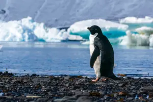 南極企鵝大量死亡！疑因禽流感奪命　研究人員估計已有數千隻喪生

