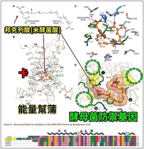 ▲邦克列酸會卡死在ATP／ADP載體結構裡，讓它無法進出粒腺體。（圖／取自BillyPan 潘建志醫師粉專）