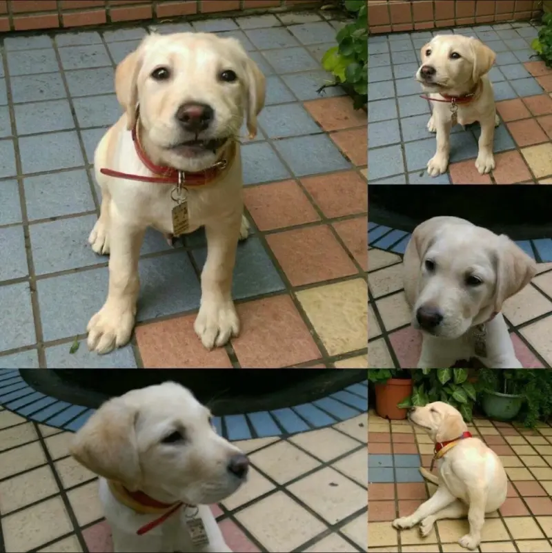 ▲搜救犬Roger立功,兒時呆萌照曝光。(圖/高雄市消防局提供)