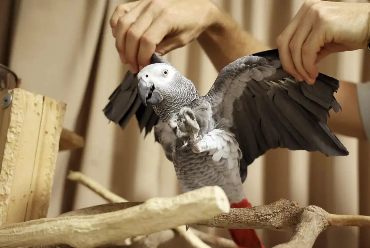 ▲新加坡一隻受訓精良的鸚鵡遭人偷走，主人花費近17萬台幣懸賞才找回。（圖／翻攝自聯合早報）