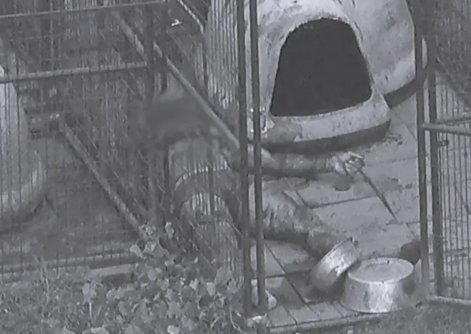 ▲美國一位35歲飼主庫珀（Dominic Cooper），是比特犬愛好者，卻不幸喪生於愛犬口下。（X@Gidi_Traffic）