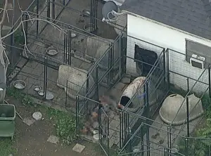 ▲美國一位35歲飼主庫珀（Dominic Cooper）因失血過多，在廢棄狗籠中失去生命。（X@Gidi_Traffic）