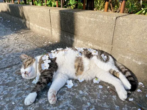 寺廟路旁驚見貓咪「被群眾獻花」！莊嚴畫面曝光　網笑：還活著嗎
