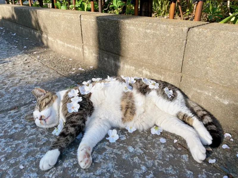 ▲日本社群上，一張貓咪被獻花的照片爆紅。（圖／取自x@Osaji_humhum）