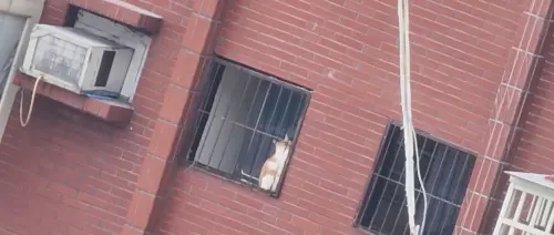▲花蓮天王星大樓因倒塌傾斜進行拆除工程中，今（9）日下午發現有白底橘色花紋貓咪卡在鐵窗上。