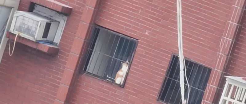 ▲花蓮天王星大樓因倒塌傾斜進行拆除工程中，今（9）日下午發現有白底橘色花紋貓咪卡在鐵窗上。