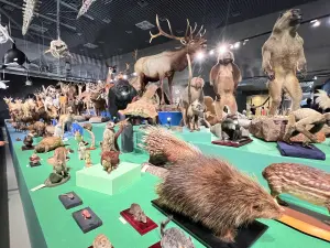 ▲日本科博館目前推出「大哺乳類展3」特展，館內的特展、常設展約2萬件標本，每一季固定更新特展，帶給觀眾與時俱進知識。（圖／科博館提供）