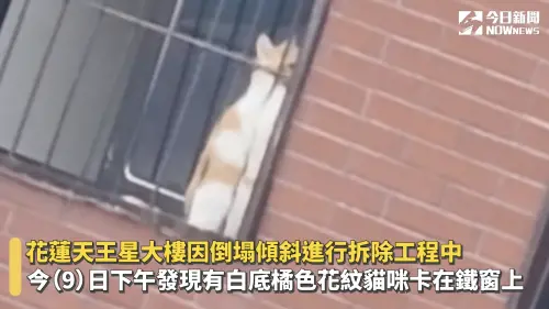 ▲今（9）日在拆除過程時，發現一隻白底橘色花紋的貓咪卡在7樓鐵窗內，確認身分為8樓住戶余小姐的愛貓「橘子」，動保員及消防員隨即出面救援。