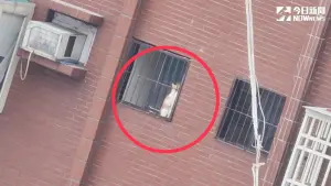 天王星大樓「貓卡7F鐵窗」！動保員被咬滿手血　溫柔救援全場讚爆
