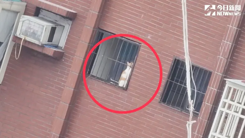 ▲今日天王星大樓在拆除過程時，發現一隻白底橘色花紋的貓咪卡在7樓鐵窗內，確認身分為8樓住戶余小姐的愛貓「橘子」，動保員及消防員隨即出面救援。（圖／翻攝畫面）