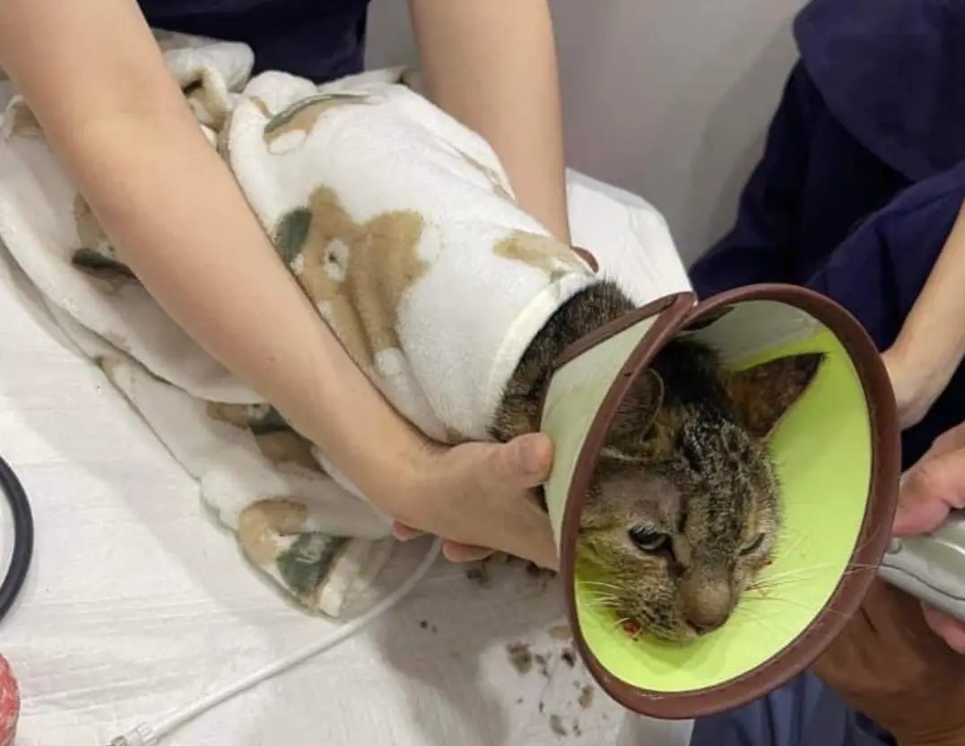 ▲虎斑貓「妹妹」被救出。（圖／翻攝貓咪公社臉書）