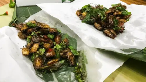 林業署「荔枝椿象」炸成創意料理!最高罰2億 食藥署要求別宣導