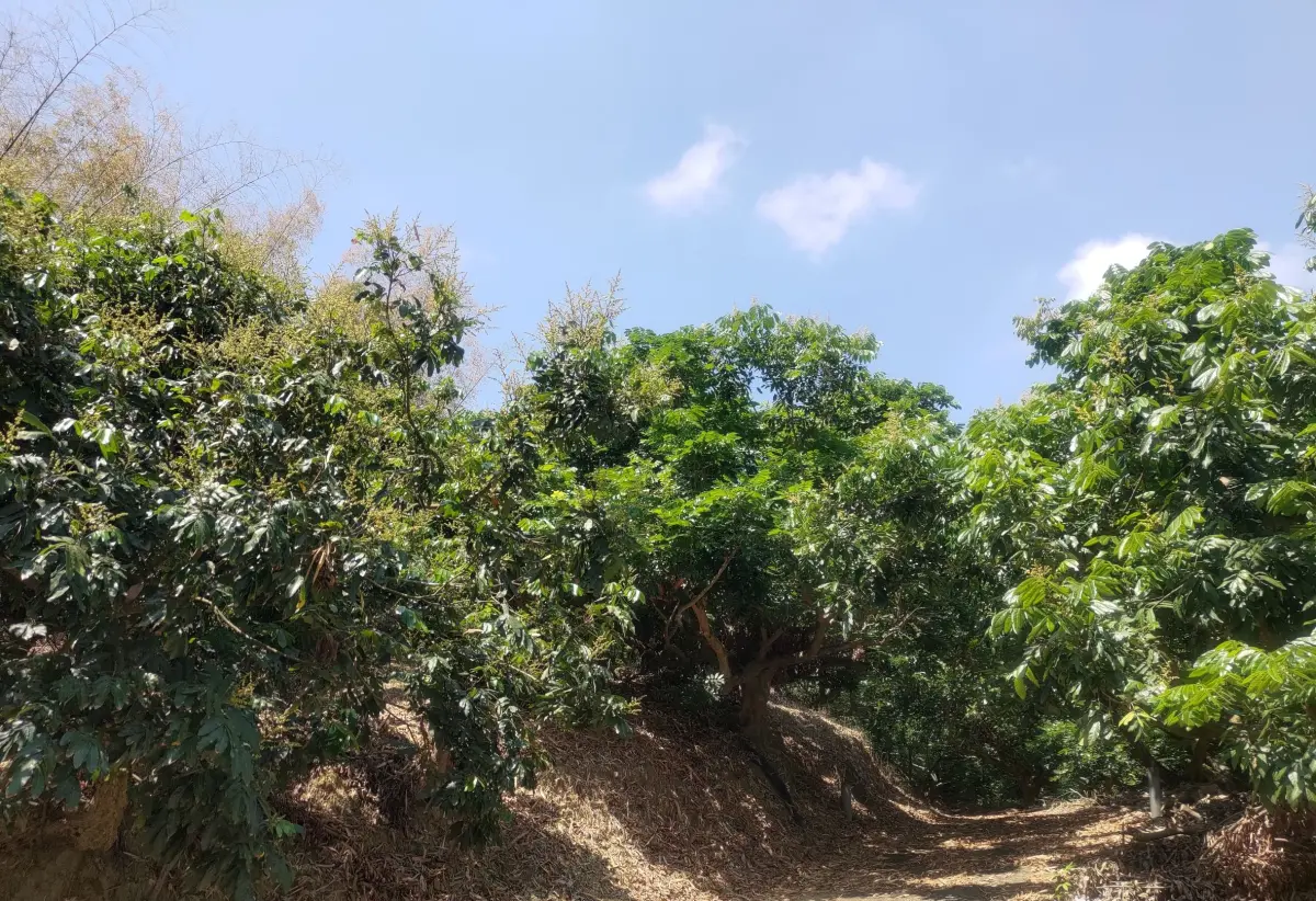 ▲今年玉荷包、龍眼、梅子及水蜜桃受到3月高溫影響，造成持續落果嚴重，整體產量剩約3到4成，農業局啟動勘災程序，給予農友復耕復建的補助與支持。(圖／高市府農業局提供)