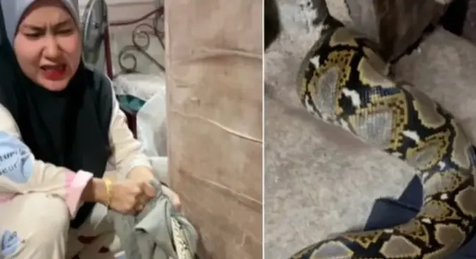 ▲馬來西亞一名婦女徒手抓蛇的影片在網路上廣為流傳。（圖／翻攝自影片）