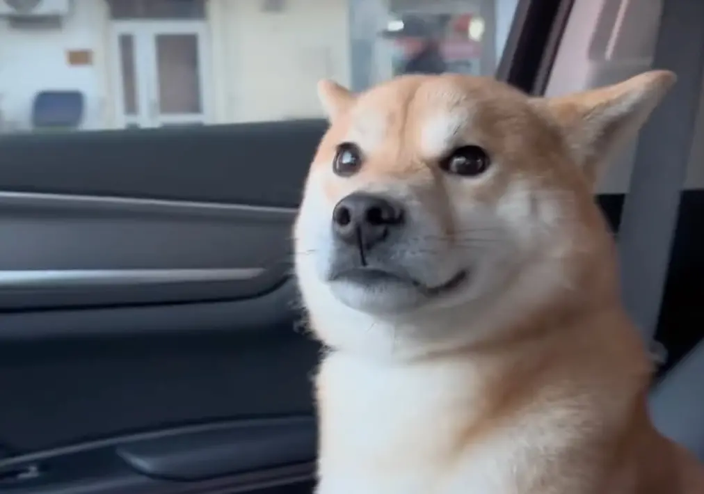 ▲一隻柴犬日前跟主人一起開車出門，結果主人在車上大唱歌，讓牠相當傻眼，影片吸引4.5萬人按讚朝聖。（圖/IG@bnm97742）