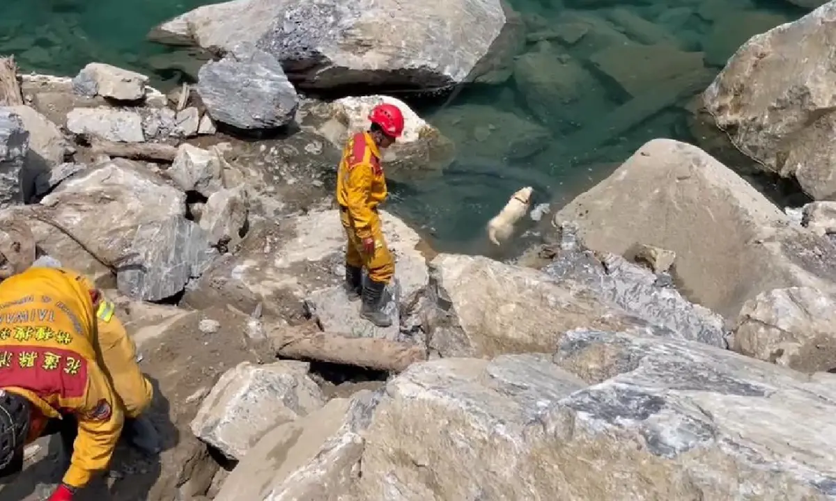 ▲由於今天花蓮地區天氣炎熱，稍早行經砂卡礑步道2.2K處時，搜救犬Hero突然趁著空檔偷偷跳入水中消暑。（圖／翻攝畫面）