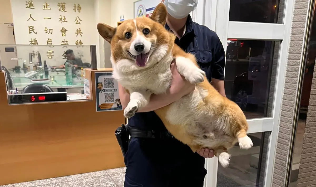 ▲4月9日深夜的台中市，一位機車騎士帶著胖胖的柯基犬走入翁子派出所求助。（圖／取自翁子派出所）