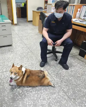 ▲Gucci相當親人,短短半小時就與全派出所員警成為好友。(圖/取自翁子派出所) ▲Gucci相當親人,短短半小時就與全派出所員警成為好友。(圖/取自翁子派出所)