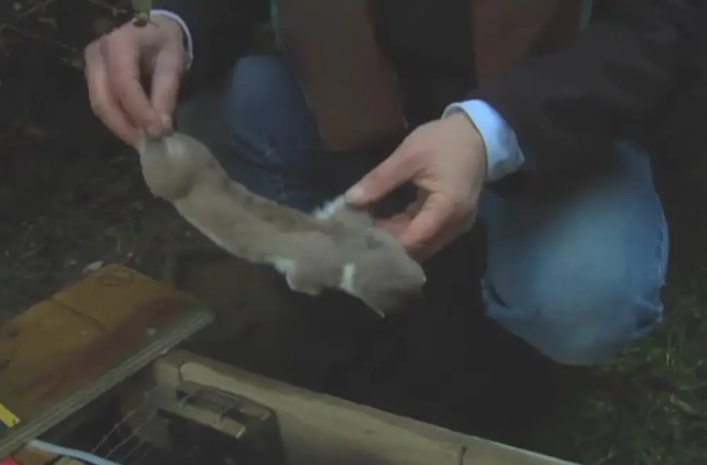 ▲紐西蘭政府在離島獵捕白鼬花費了8個月，加上近千萬元，才成功抓到。示意圖。（圖／翻攝自紐西蘭環境部Department of Conservation YouTube）