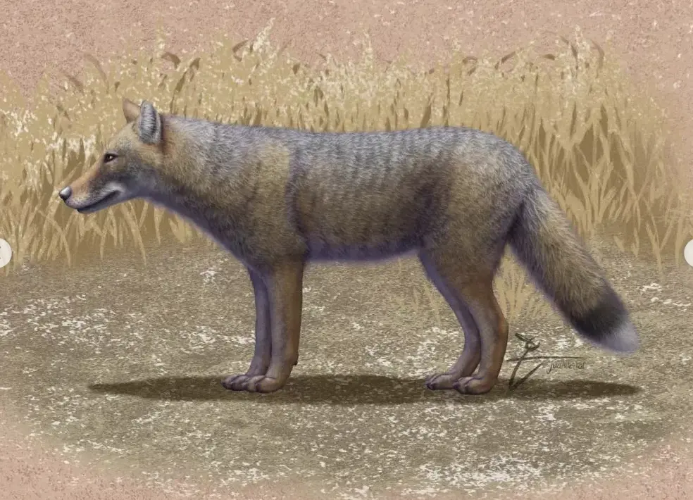 ▲科學家在南美洲一座古老墳墓中發現，與人類同葬的動物是已經滅絕的南美洲狐狸種Dusicyon avus，這表明曾經有一段時間狐狸被人類當作寵物飼養在身邊，地位不下於今日的狗狗。（圖／翻攝自juandertal的IG）