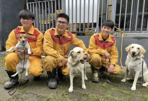 地震至今只休1天！搜救犬Fancy險遭巨大落石砸中　領犬員：超恐怖
