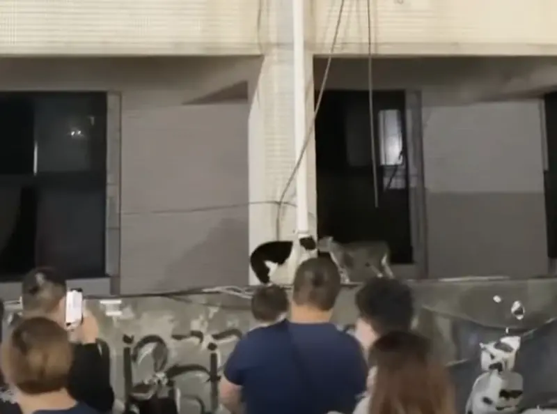 ▲近期一段影片在網路上瘋傳，只見影片中有兩隻貓站在圍牆上大聲吵架，一旁竟有大批民眾圍觀。（圖／翻攝自臉書社團「爆廢1公社」）