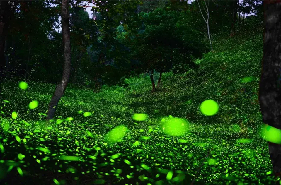 ▲台中東勢林場螢火蟲大爆發，每晚可見20萬隻螢火蟲。（圖／東勢林場提供）