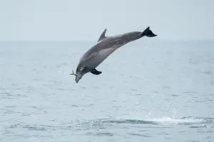 特企／守護海洋資源　中信金控攜手綠能公益協會調研在地鯨豚
