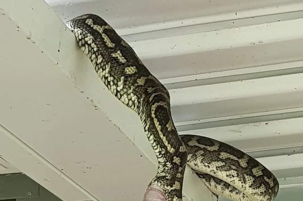 ▲澳洲一名網友近日向捕蛇專家投稿，曬出地毯莫瑞蟒空中上大號的照片，驚人畫面瞬間引起熱烈討論。（圖／翻攝自臉書粉專「Sunshine Coast Snake Catchers 24/7」）
