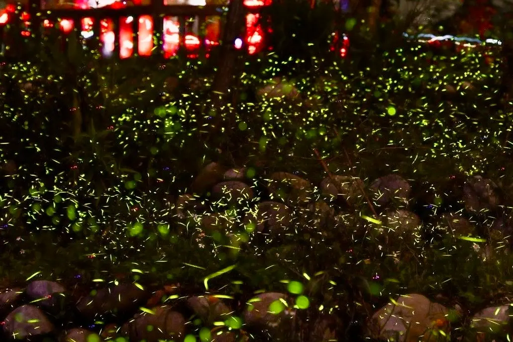 ▲中市大坑蝶螢嘉年華在大坑生態園區熱鬧展開(圖／觀旅局提供2024.4.13)