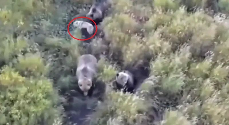 ▲俄羅斯一隻哈士奇，竟然在野外與兩隻小熊變成玩伴。（圖／取自IG@sailorjerrithedogtrainer）