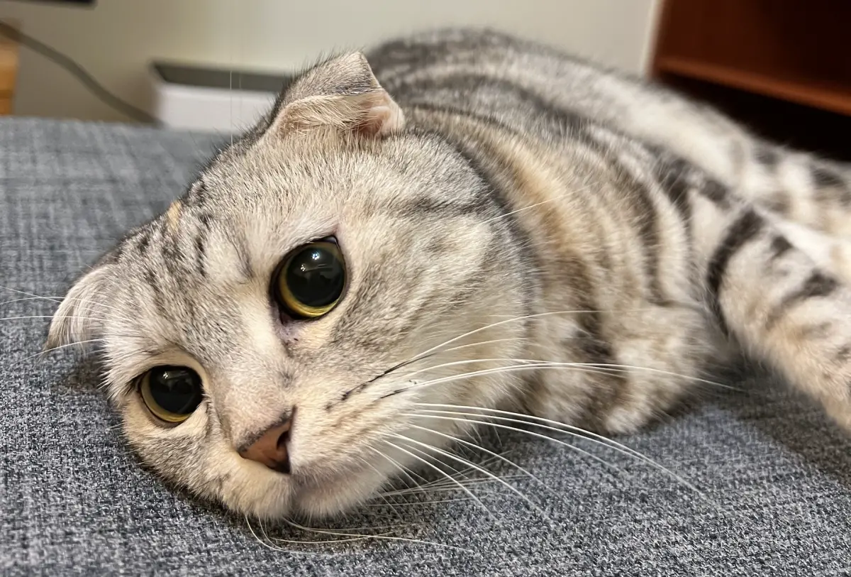 ▲日本寵物網站《ねこちゃんホンポ》專欄作家整理出4句「不該對貓咪說的話」，提醒鏟屎官們別以為貓咪無法理解主人的話語。（圖／記者賴禹妡攝）